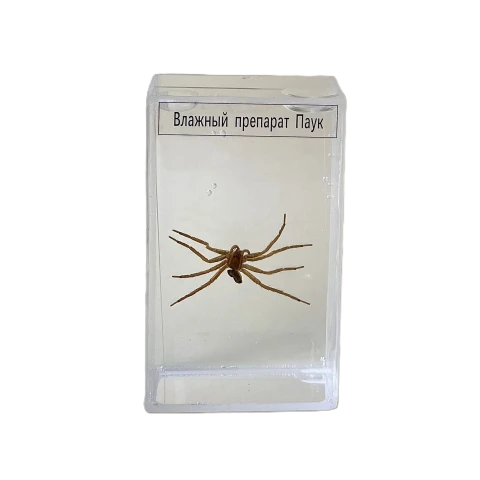 Влажный препарат "Паук"
