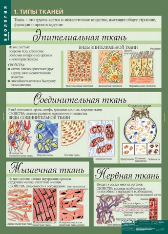 Учебный альбом из 12 листов <Биология 8-9 кл. Человек>