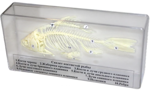 Скелет костистой рыбы
