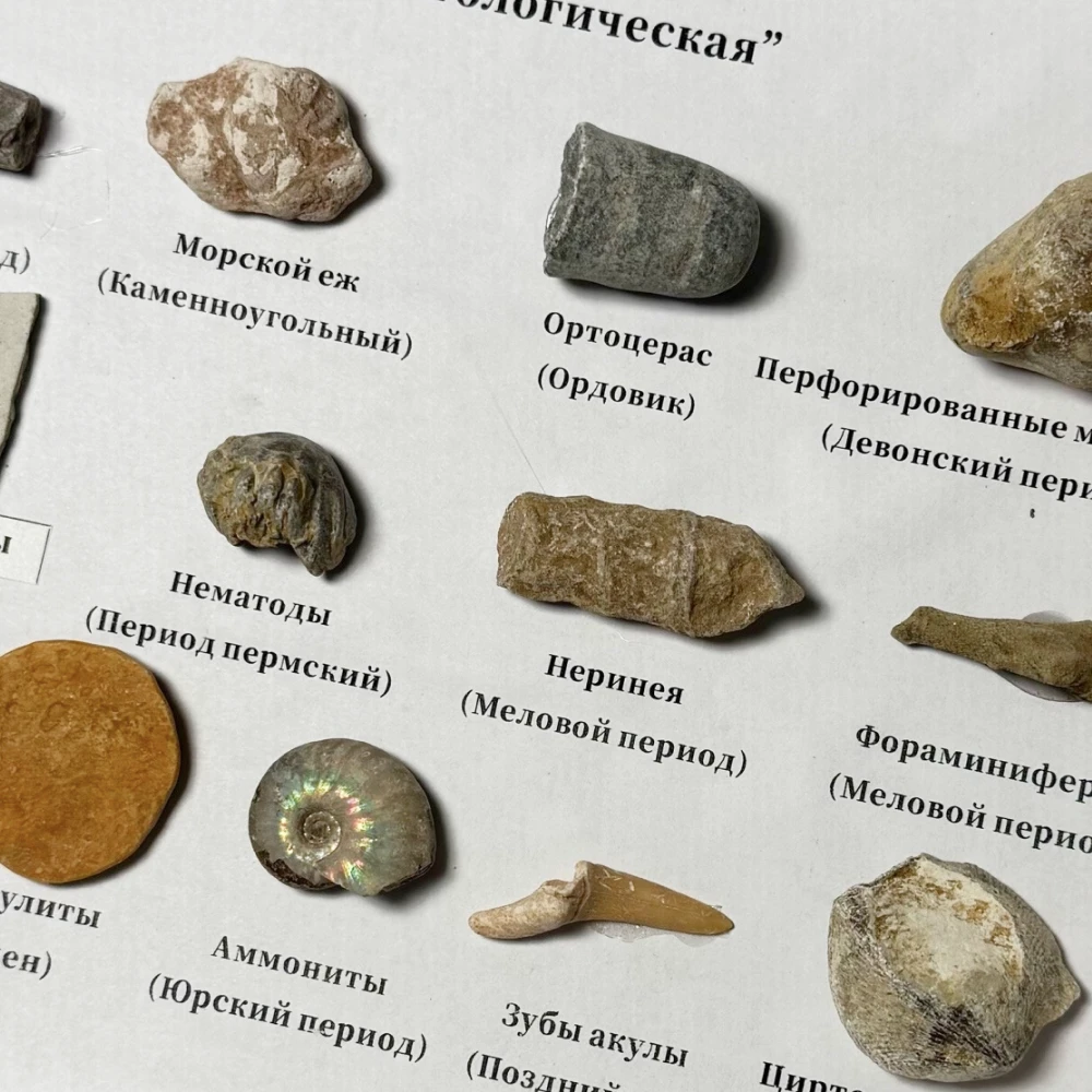Коллекция <Палеонтологическая>