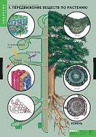 Учебный альбом из 4 листов <Биология. Растение - живой организм>