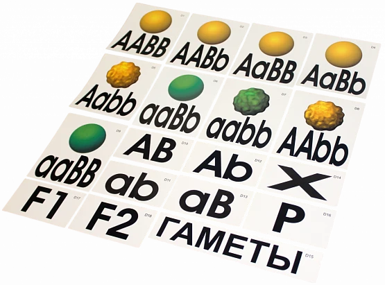 Модель-аппликация <Дигибридное скрещивание>
