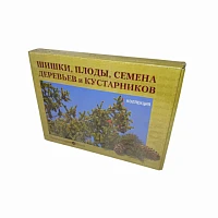 Коллекция демонстрационная «Шишки, плоды, семена деревьев и кустарников»