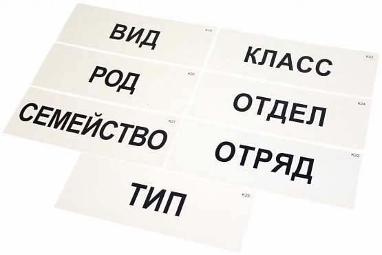 Модель-аппликация <Классификация растений и животных>